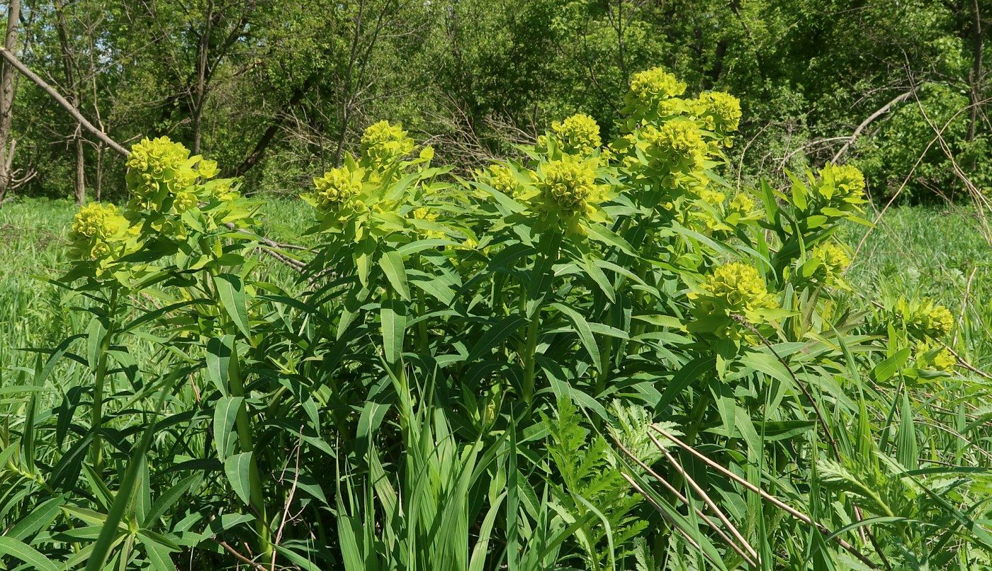 Изображение особи Euphorbia semivillosa.