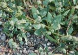 Chenopodium karoi. Побеги с соцветиями. Алтай, плоскогорье Укок, долина р. Ак-Алаха (выс. около 2200 м н.у.м.). 23.07.2010.