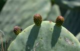 Opuntia ficus-indica. Верхушка побега с бутонами. Египет, мухафаза Александрия, г. Александрия, в культуре. 02.05.2023.