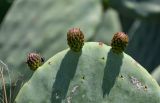 Opuntia ficus-indica