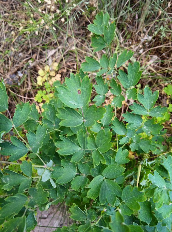 Image of Thalictrum minus specimen.