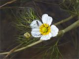 Ranunculus baudotii