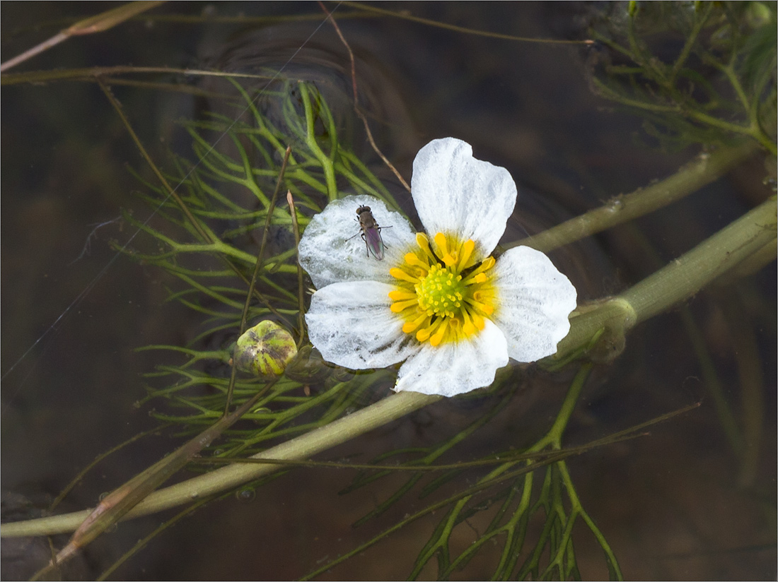 Изображение особи Ranunculus baudotii.