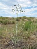 Ferula sibirica. Растение с завязавшимися плодами. Казахстан, Восточно-Казахстанская обл., Самарский р-н, окр. Казнаковской переправы; Зайсанская котловина, Кулуджунские пески. 22 июня 2023 г.