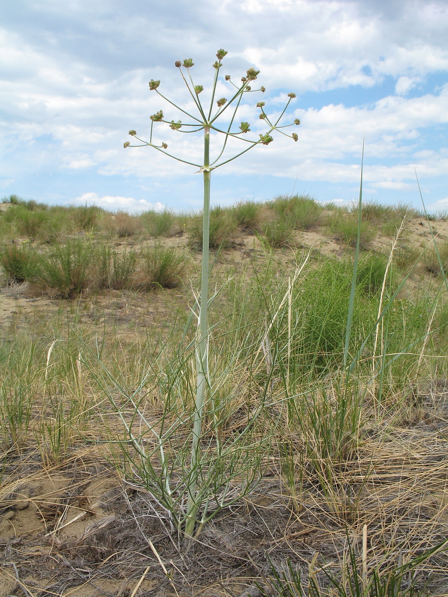 Image of Ferula sibirica specimen.
