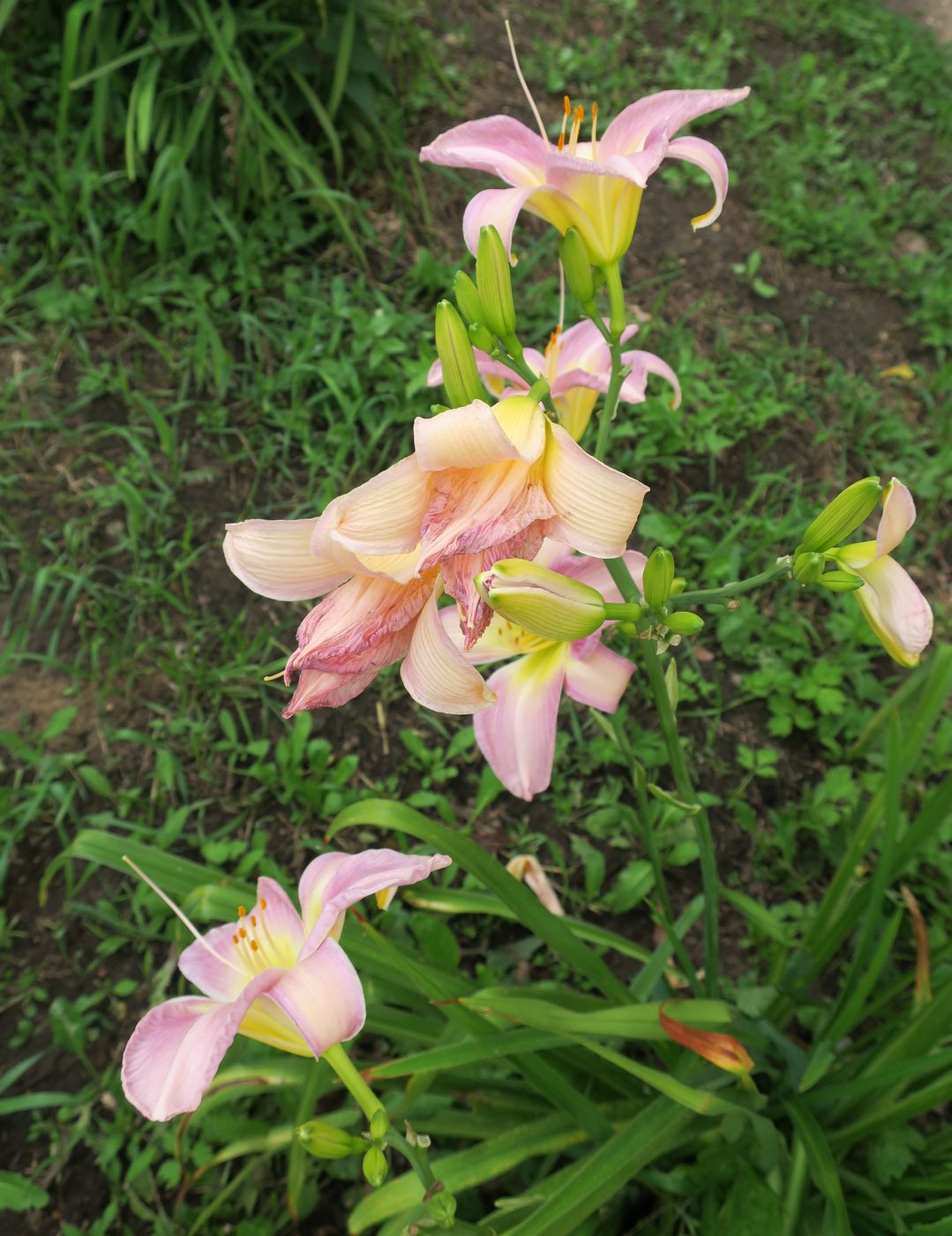 Изображение особи Hemerocallis &times; hybrida.