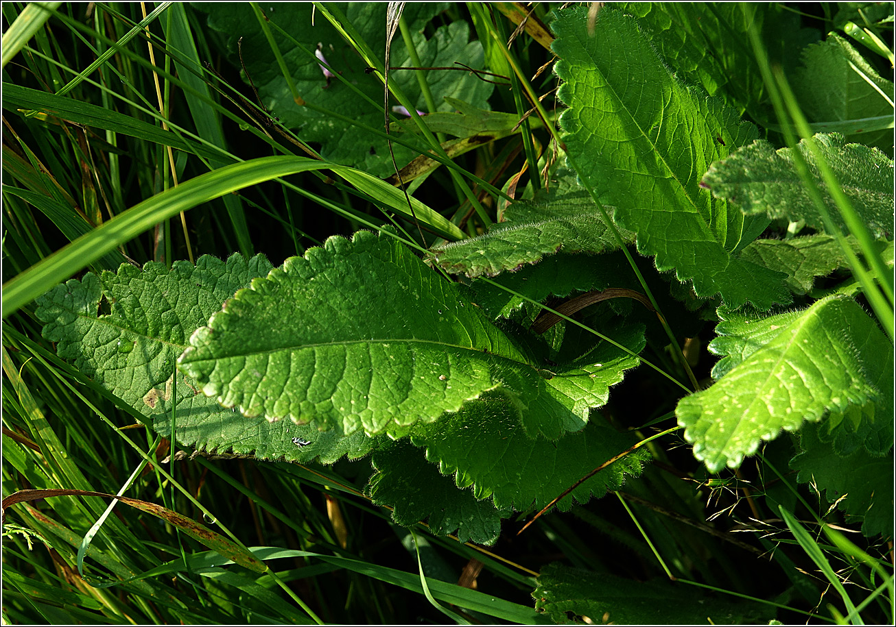 Изображение особи Betonica officinalis.