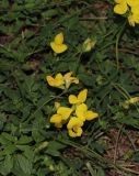 Lotus corniculatus. Соцветия. Красноярский край, г. Красноярск, о. Татышев, луг. 23.08.2023.