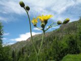 genus Hieracium. Верхушка цветущего растения. Казахстан, Центральный Алтай, долина р. Арасан в окр. оз. Рахмановское, ≈ 1700 м н.у.м., обочина грунтовой дороги. 28 июня 2023 г.