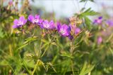 Geranium sylvaticum. Соцветия с цветками, бутонами и завязавшимися плодами. Мурманская обл., п-ов Средний, побережье Большой Волоковой губы, разнотравный приморский луг. 12.07.2023.