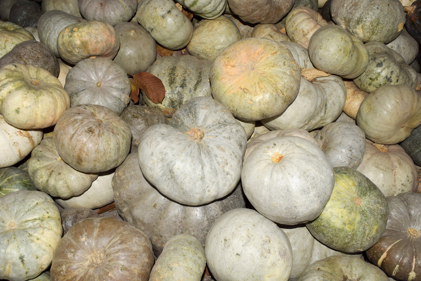 Изображение особи Cucurbita maxima.