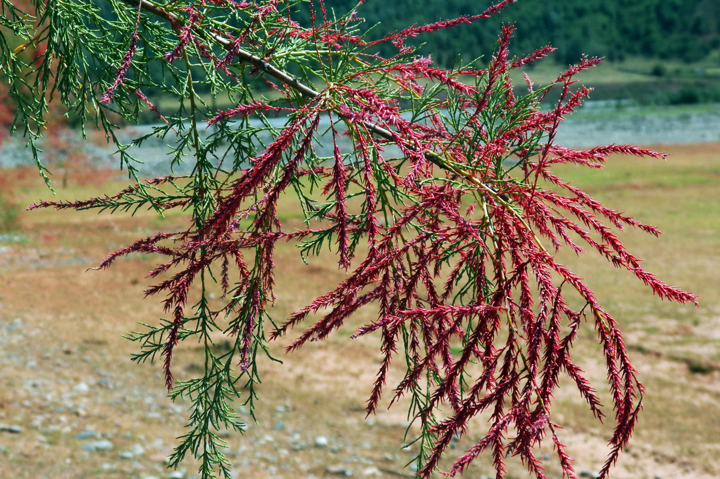 Image of genus Tamarix specimen.