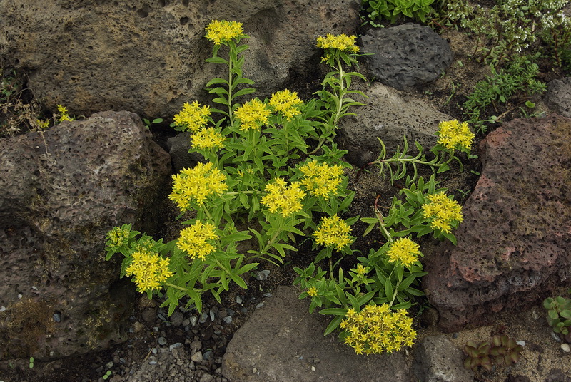 Изображение особи род Sedum.