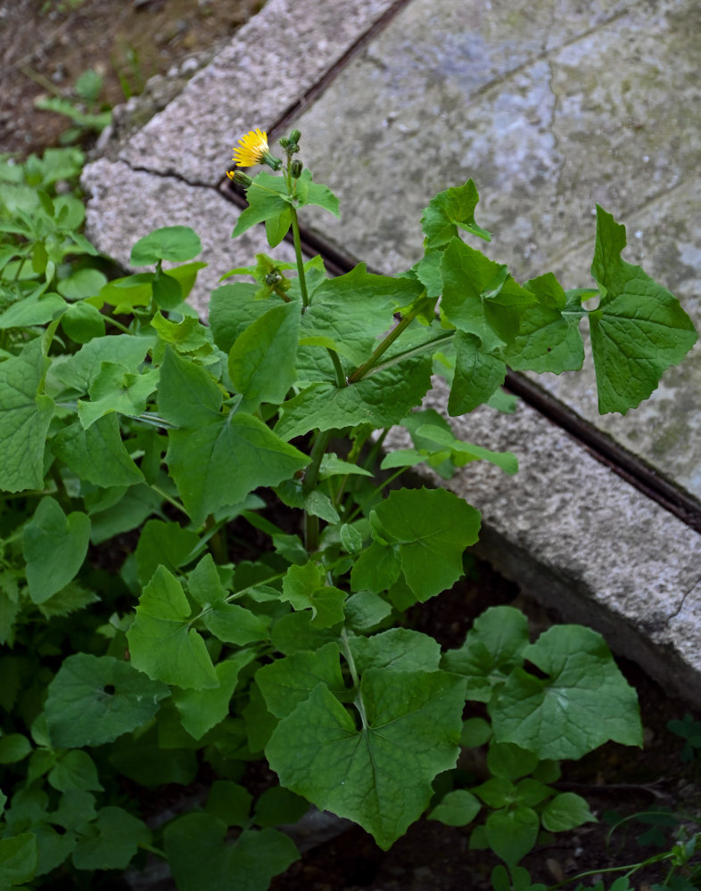 Image of Sonchus oleraceus specimen.