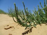 Corispermum lehmannianum