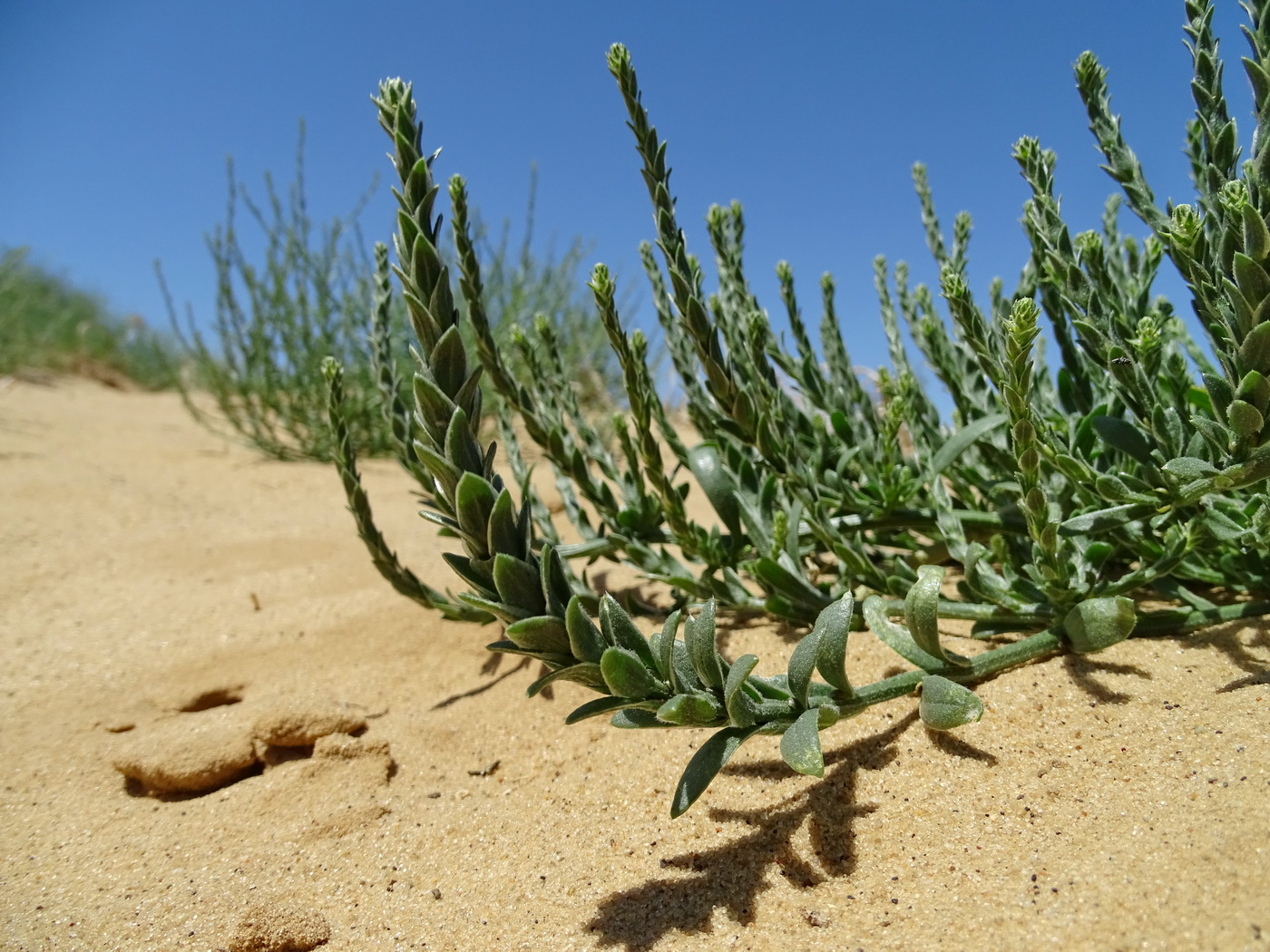 Изображение особи Corispermum lehmannianum.