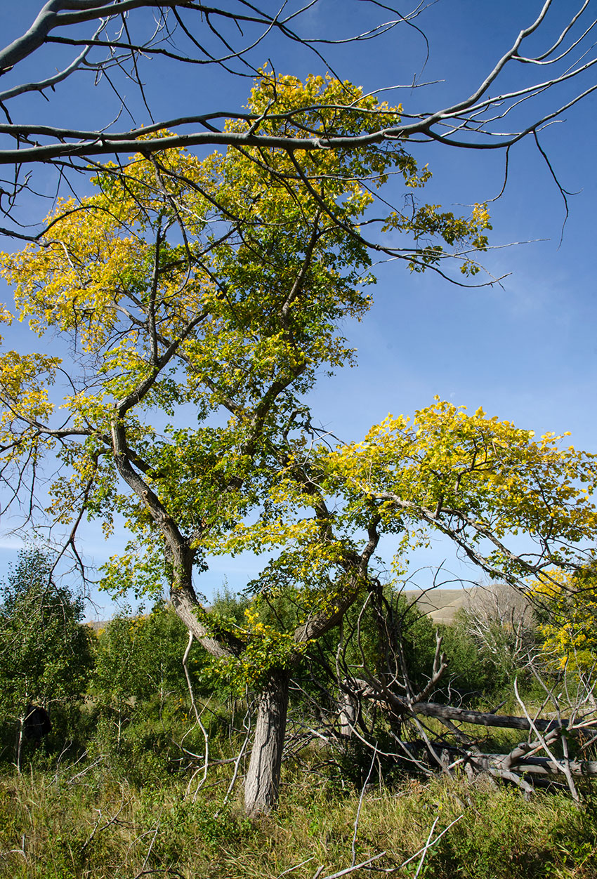 Изображение особи род Ulmus.