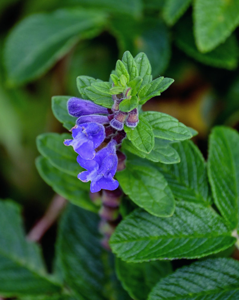 Image of Scutellaria strigillosa specimen.