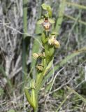 Ophrys flavomarginata