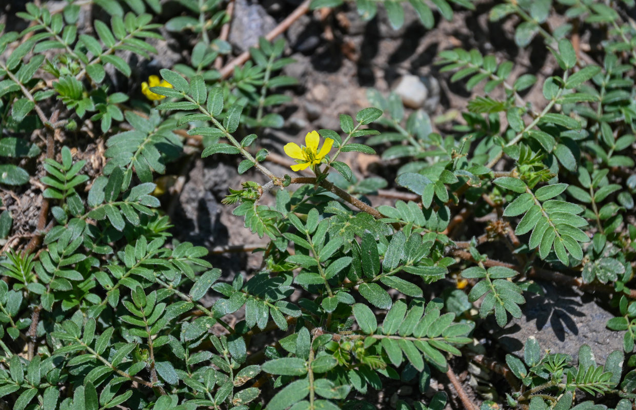 Изображение особи Tribulus terrestris.