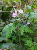 Geranium robertianum. Верхушка пробега с цветками (абаксиальные стороны) и бутонами. Краснодарский край, г/о Сочи, Хостинский р-н, гора Бытха, восточный склон, широколиственный лес. 02.04.2024.