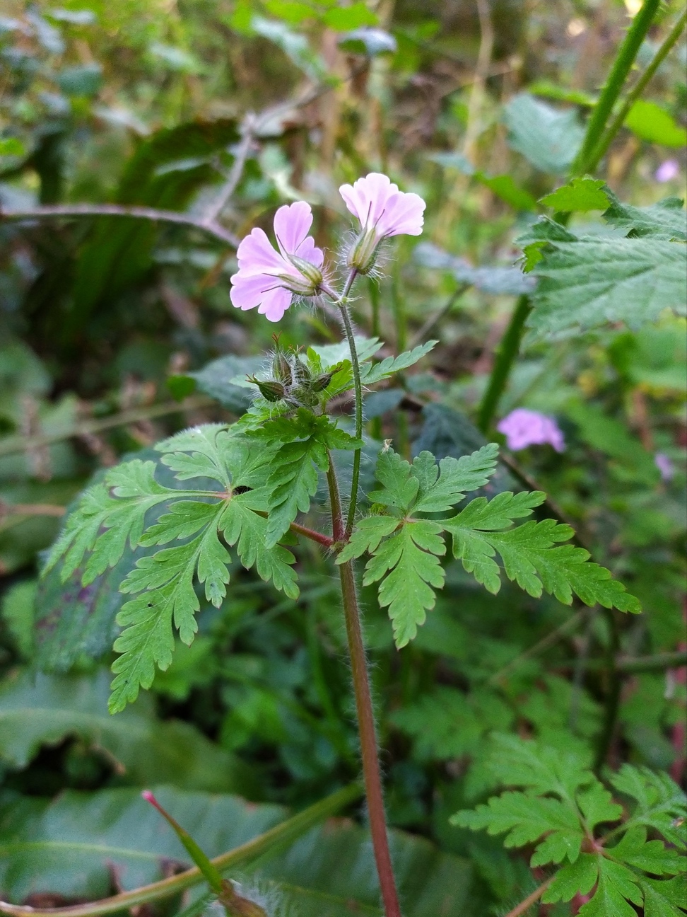 Image of Geranium robertianum specimen.