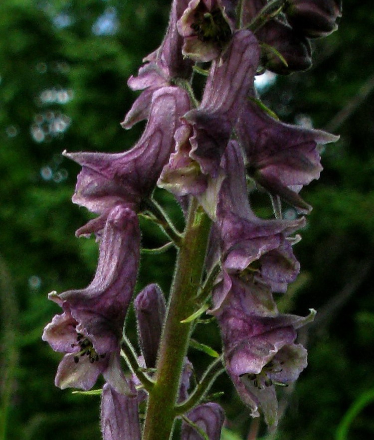 Изображение особи Aconitum bujbense.