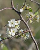 Prunus stepposa. Часть ветки с молодыми листьями и цветками. Краснодарский край, м/о г. Новороссийск, вершина 429, закустаренный остепнённый луг. 10.04.2024.