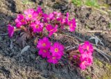 Primula hirsuta. Цветущее растение. Краснодар, парк \"Краснодар\", Японский сад, в культуре. 21.03.2024.