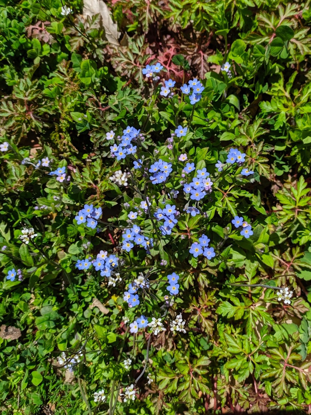 Image of Myosotis amoena specimen.