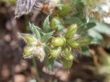 Dorycnium hirsutum