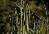 Calamagrostis epigeios