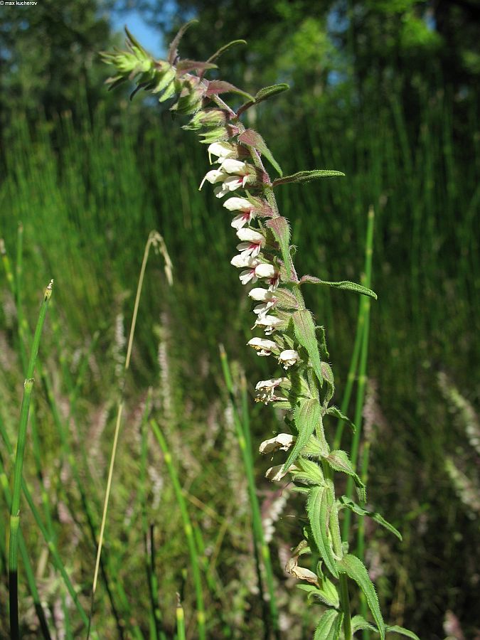 Изображение особи Odontites vulgaris.