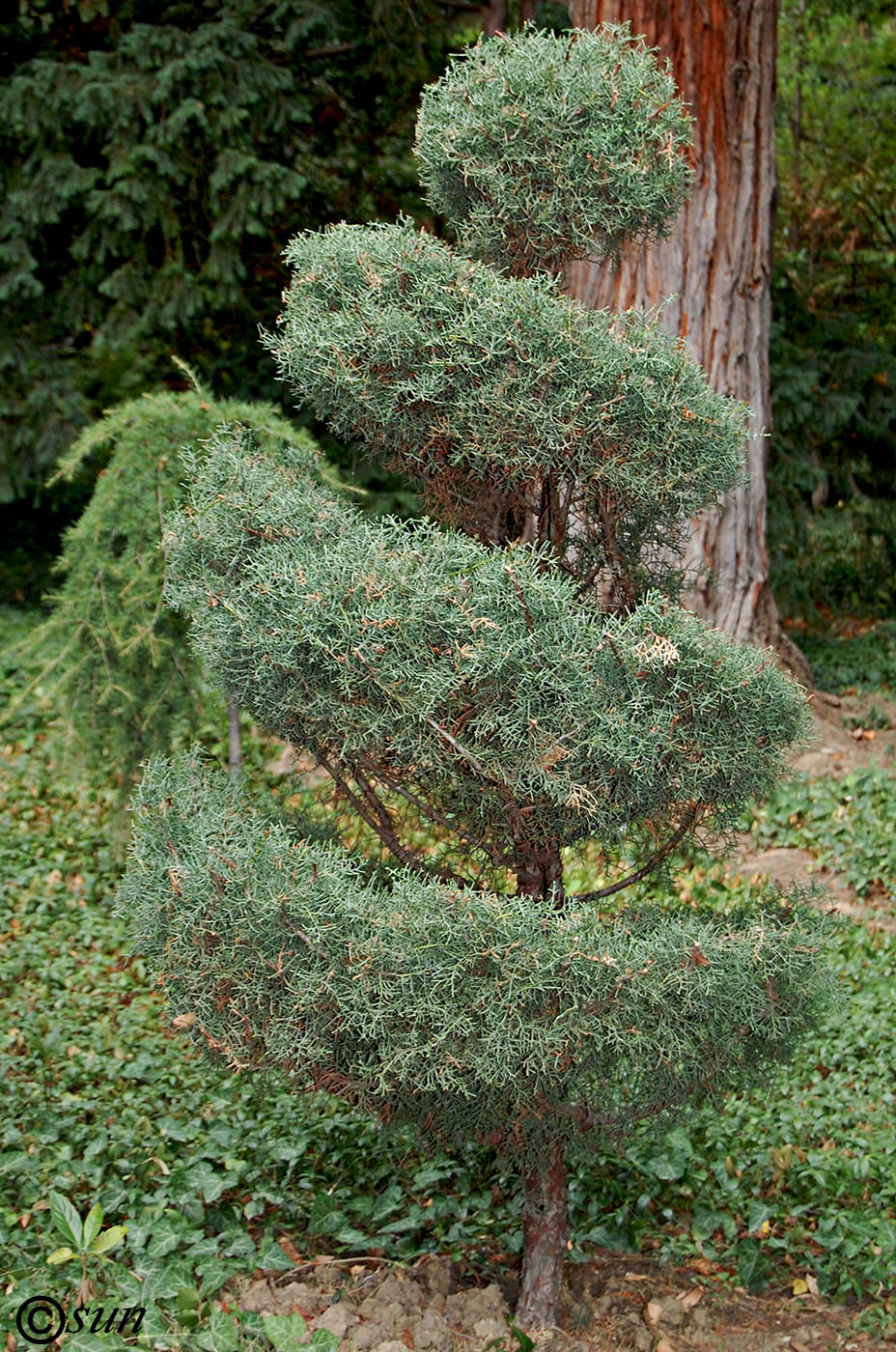 Image of Juniperus virginiana specimen.