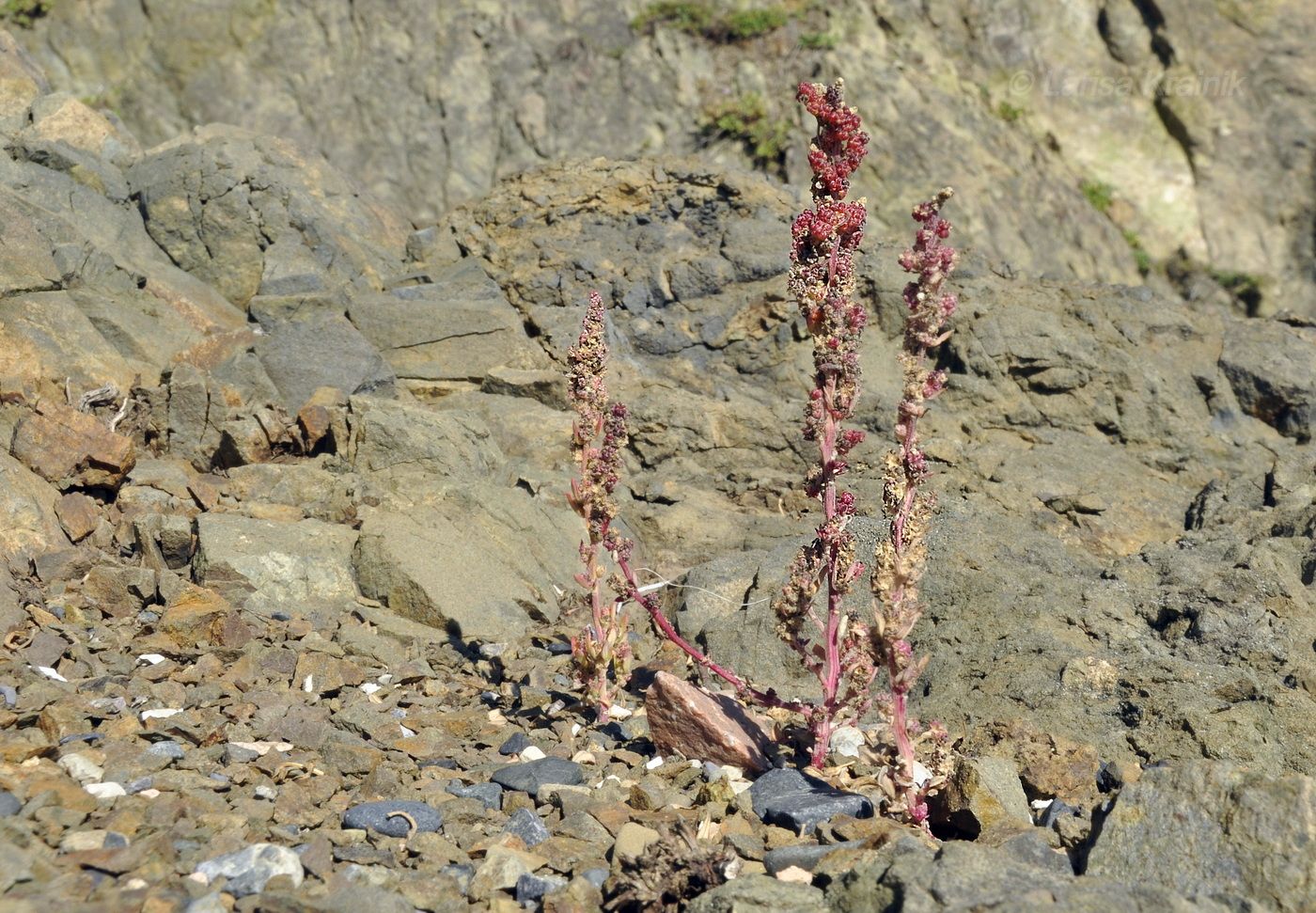 Image of genus Chenopodium specimen.
