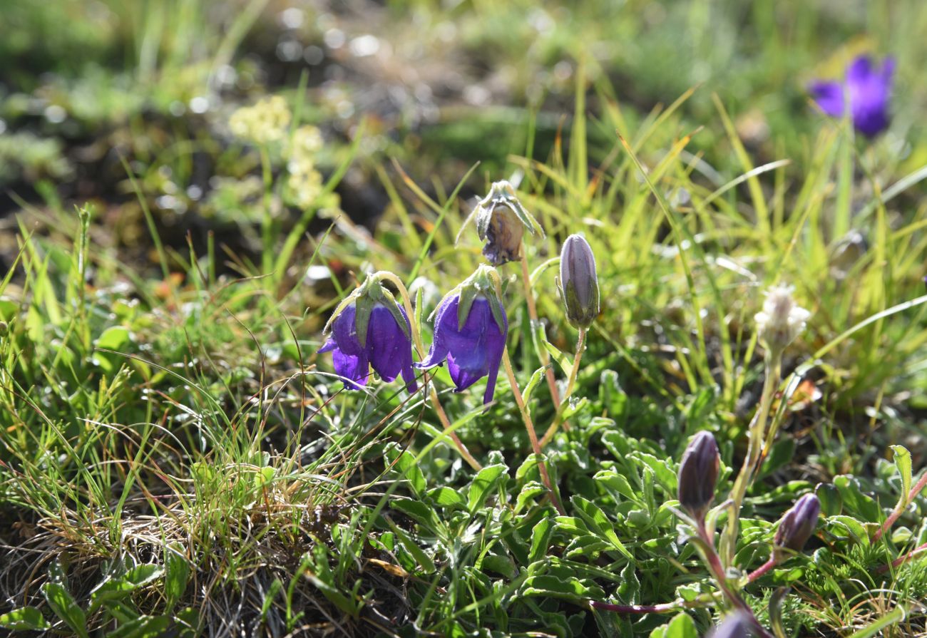 Image of genus Campanula specimen.