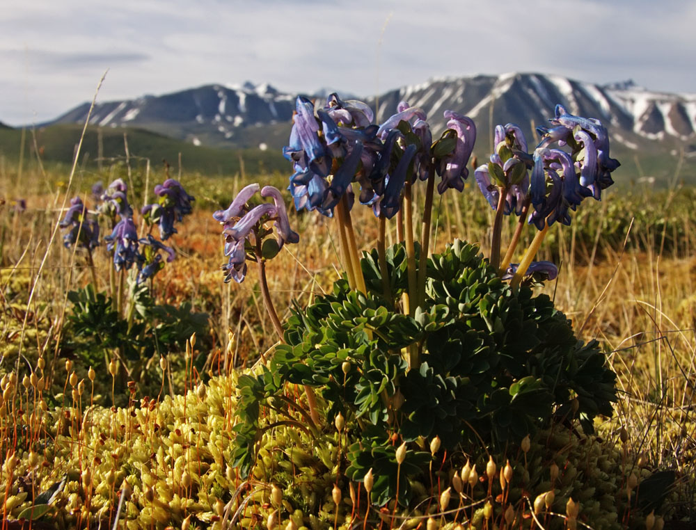 Изображение особи Corydalis pauciflora.