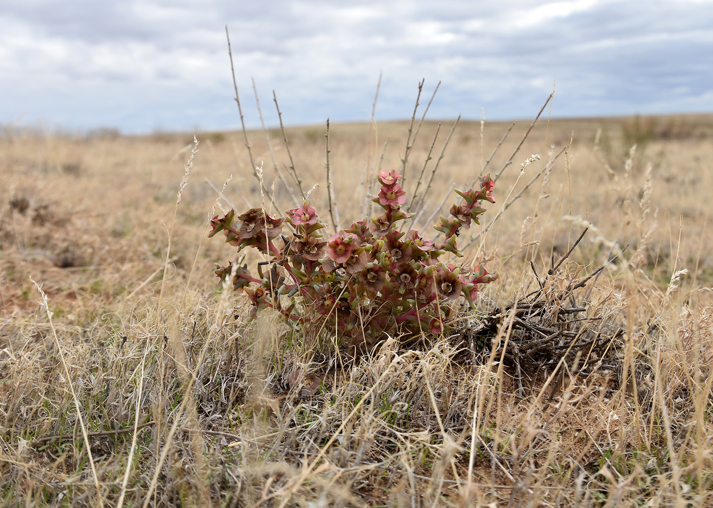 Image of Salsola acutifolia specimen.