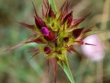 Dianthus capitatus
