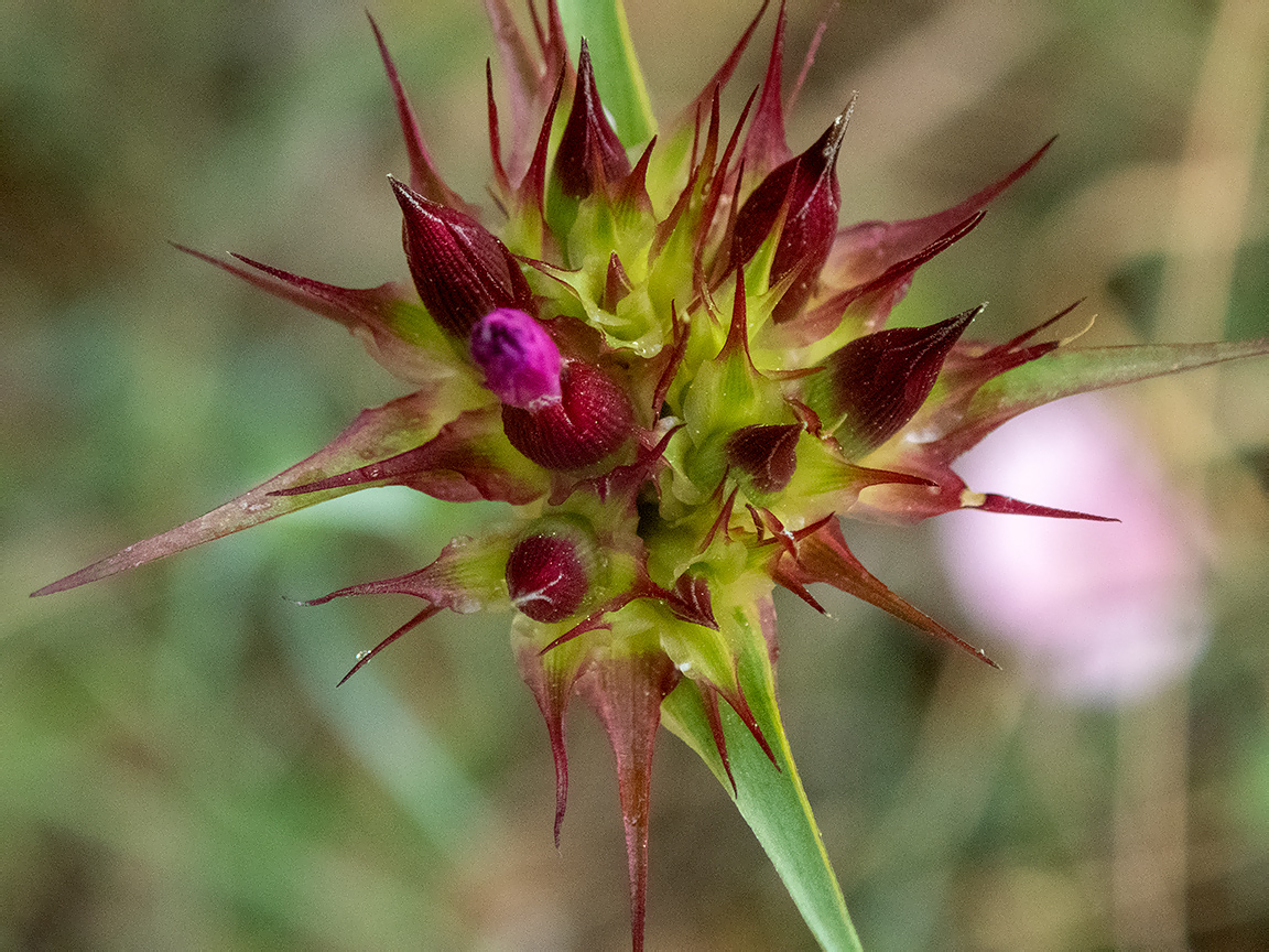 Image of Dianthus capitatus specimen.