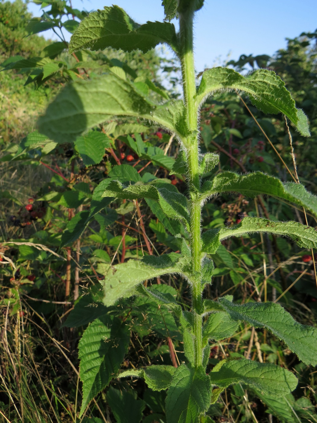 Изображение особи Gadellia lactiflora.