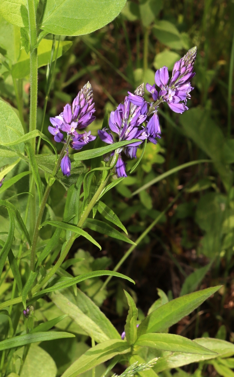 Image of Polygala hybrida specimen.