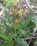 Pedicularis oederi. Отцветшее растение. Тува, хр. Обручева, р. Сынак. 11.07.2010.