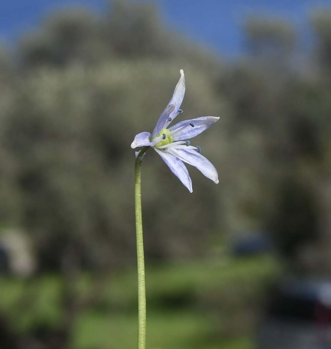 Изображение особи Scilla morrisii.