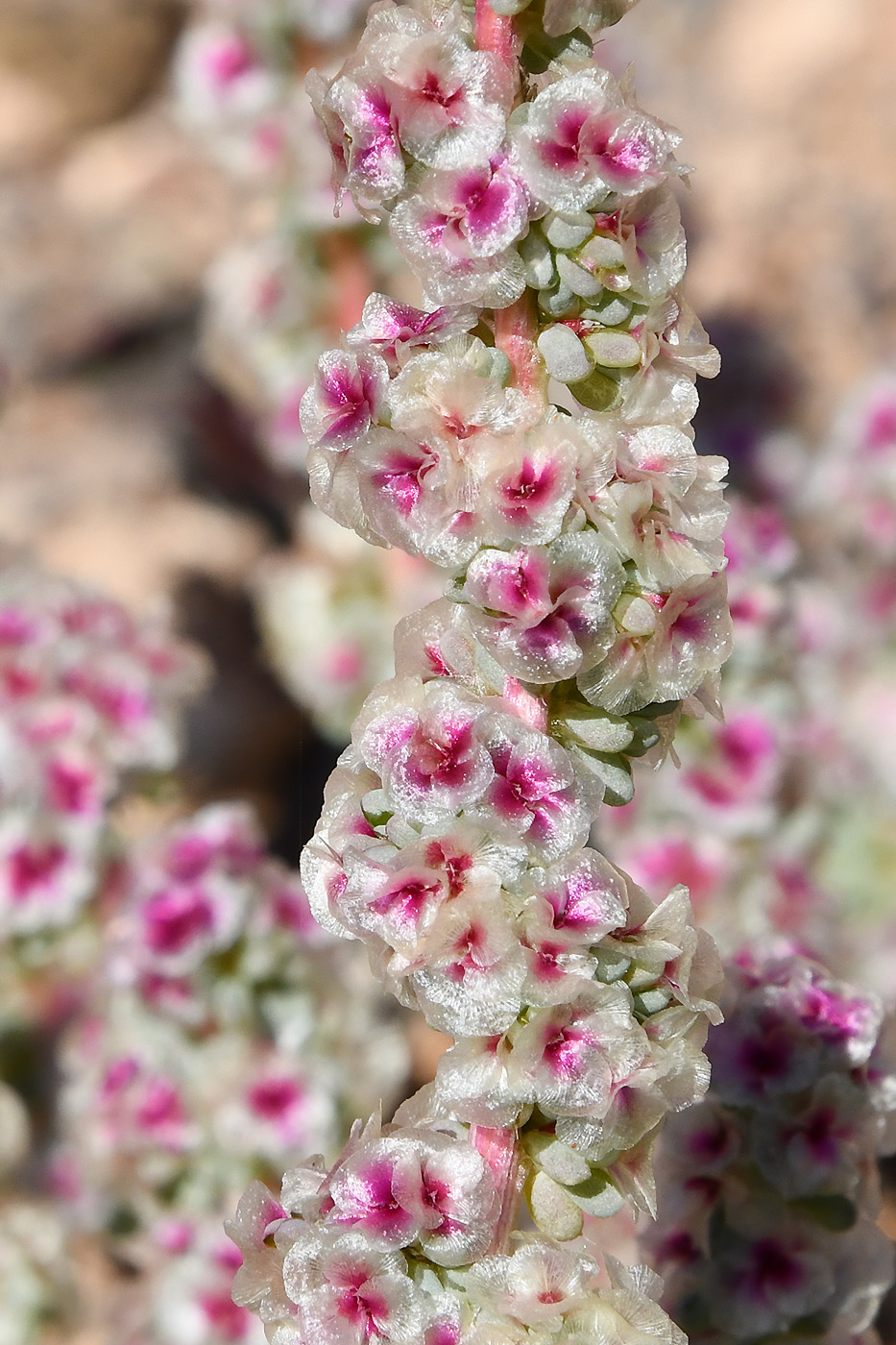Image of Halogeton glomeratus specimen.
