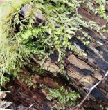 семейство Brachytheciaceae