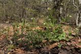 Cardamine graeca. Цветущие и плодоносящие растения (справа внизу - листья Geranium purpureum). Крым, Севастополь, окр. с. Резервное, ур. Инжир, шибляк. 09.04.2025.