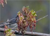 Acer negundo