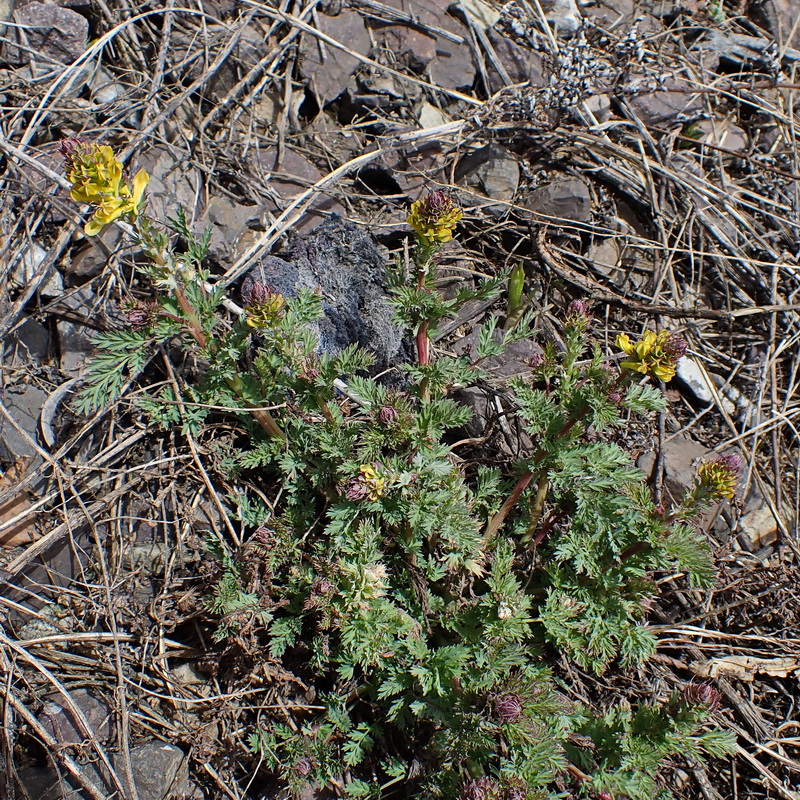 Image of Corydalis speciosa specimen.