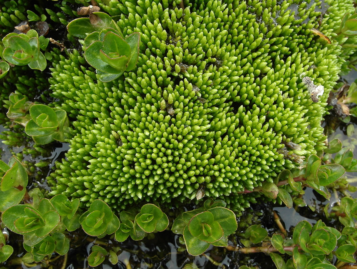 Image of Bryum schleicheri specimen.